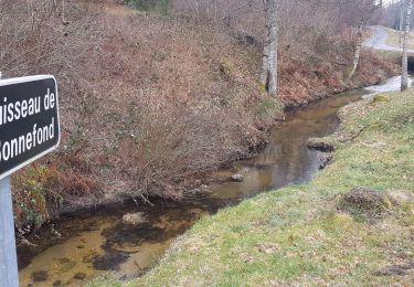 Trail Walking Bonnefond - Naissance de la Corrèze  - Photo