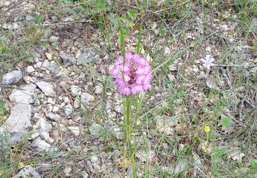 Trail Walking Cuges-les-Pins - valon des fusillés - Photo