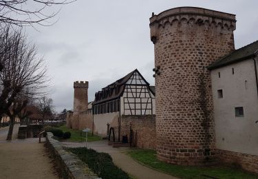 Randonnée Marche Obernai - Obernai - Boersch - Photo