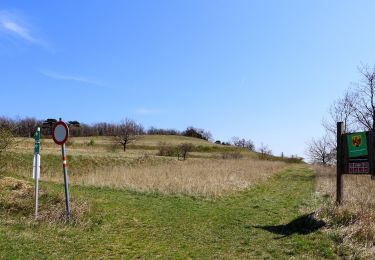 Randonnée A pied Loipersbach im Burgenland - Loipersbach - Kogel (Nordic Walking) - Photo