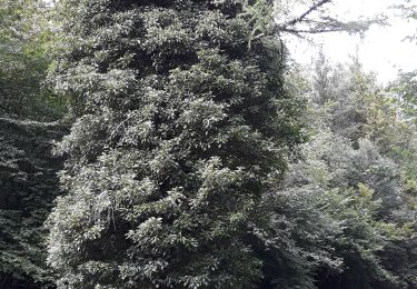 Excursión Senderismo Tintigny - Boucle forêt de Lahage - Photo