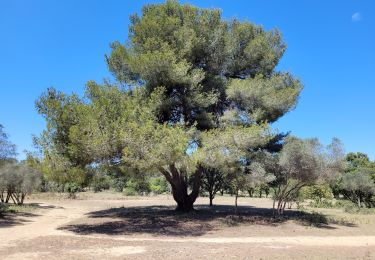 Trail Walking Martigues - le parc de Figuerolles - Photo