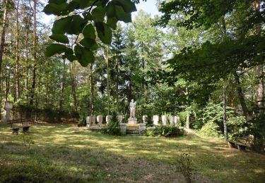 Percorso A piedi Falkenberg - Falkenberg Rundwanderweg 6 - Photo