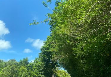 Tocht Trail Sainte-Anne - Liard saint Robert  - Photo