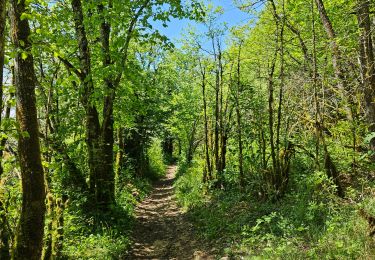 Trail Walking La Tour-du-Meix - A la découverte du lac de Vouglans 🥾 - Photo