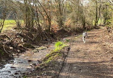 Randonnée Marche Neufchâteau - Hamipré Bois d’Ospau - Photo