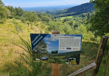 Trail Walking Masevaux-Niederbruck - Reco avec ALAIN..Rando CLAS du 29/08/2024 - Photo