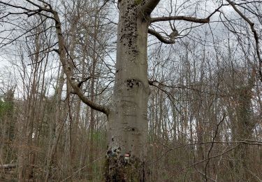 Trail Walking Samois-sur-Seine - AR 105 Boucle de Samols - Photo