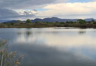 Tocht Stappen Fréjus - etangs de villepey et collines - Photo