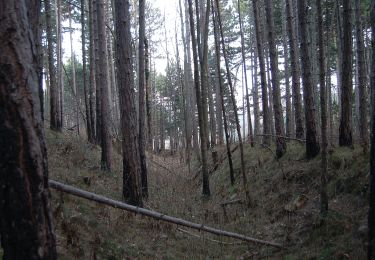 Excursión A pie Gemeinde Pitten - Pittental Hochwechsel Rundwanderweg 2 - Photo