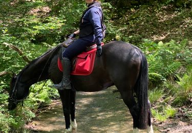 Excursión Caballo Houyet - PatFab 020918 - Photo