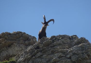 Tocht Stappen Gresse-en-Vercors - 20180703111337-aJCEd - Photo