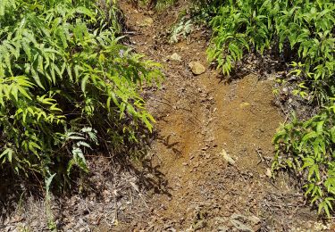 Trail Walking Sainte-Rose - madelonnette - Photo
