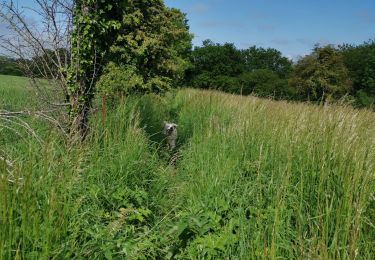 Trail Walking Saint-Aubin-sur-Scie - Dieppe vertu offranville - Photo