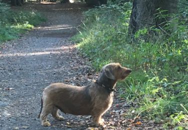Tour Wandern Esneux - Bois aux chevreuils  - Photo