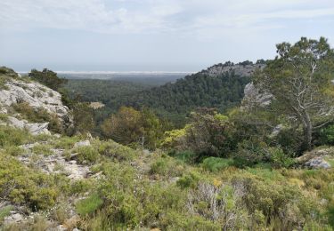 Trail Walking Narbonne - L'hospitalet La clape  - Photo