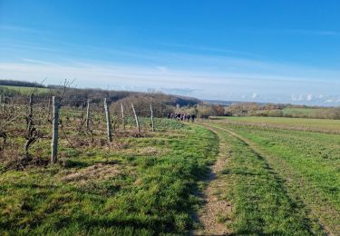 Tour Wandern Houssay - Circuit Promenades et Randonnées (PR) 