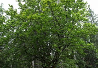 Percorso A piedi Miesenbach bei Birkfeld - Wanderweg 6 - Photo