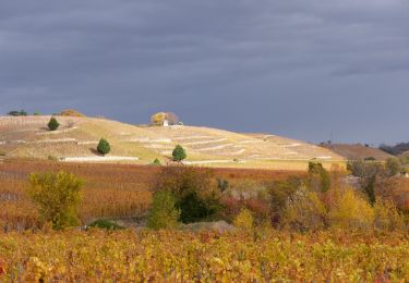 Trail Walking Tain-l'Hermitage - Tain 14km - Photo