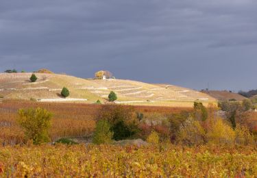 Tour Wandern Tain-l'Hermitage - Tain 14km - Photo