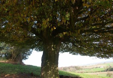 Tour Zu Fuß Heuvelland - Tweebergen wandelroute - Photo