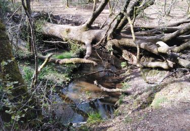 Tour Wandern Saint-Médard-en-Jalles - Belfort  - Photo