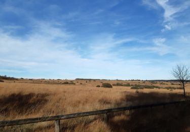 Tour Wandern Weismes - botrange - tour de la fagne wallonne  - Photo