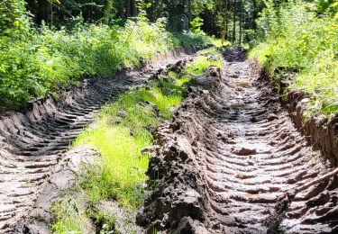 Trail Electric bike Saint-Clément - sortie vtt 08072024 Fremenil - Photo