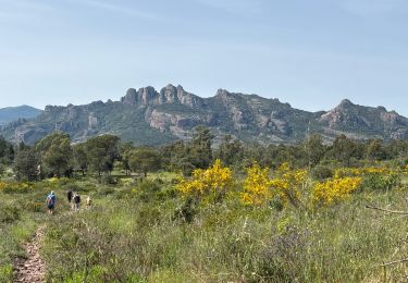 Trail Walking Roquebrune-sur-Argens - Roquebrune - MF de Palaison - Photo