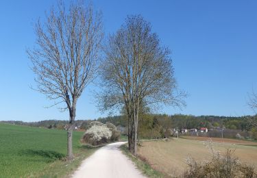 Tocht Te voet Ensdorf - Jurasteig Hirschwald-Schlaufe - Photo