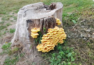 Trail Walking Parmain - Butry, Meriel, Parmain - Photo