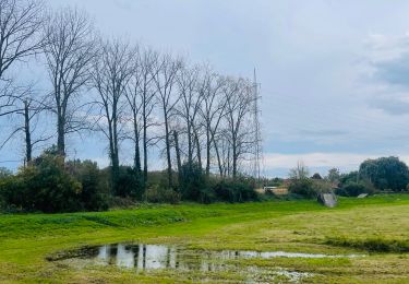 Trail Walking Sint-Truiden - Les zones inondables de Bernissem à Saint-Trond - Photo