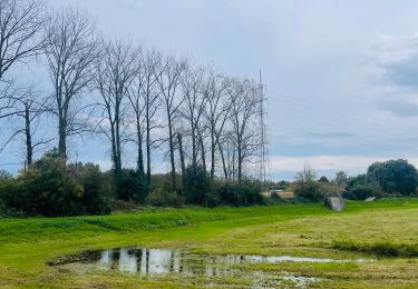 Randonnée Marche Saint-Trond - Les zones inondables de Bernissem à Saint-Trond - Photo