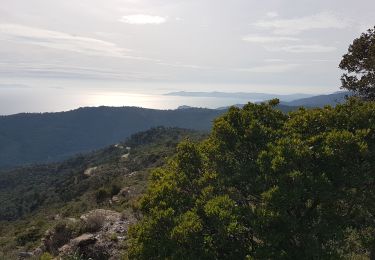 Trail Walking Cavalaire-sur-Mer - LES TERRASSES DE CAVALAIRE - MONTJEAN ET LES PRADELS - Photo