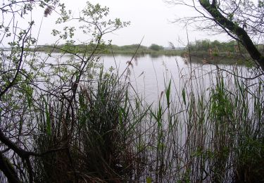 Trail Walking Carcans - CARCANS  ET ETANG DE COUSSEAU - Photo