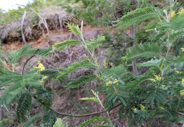 Excursión Senderismo Argelès-sur-Mer - le racou par la forêt  - Photo