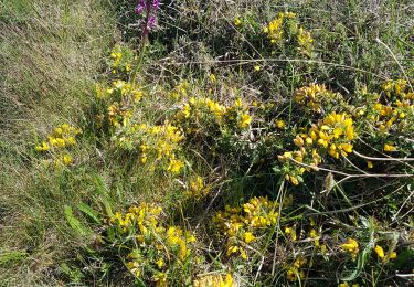 Trail Walking Camaret-sur-Mer - saint julien - Photo