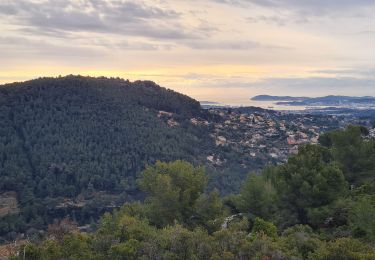 Excursión Senderismo Ollioules - grès et gros cerveau  - Photo