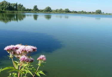 Tour Wandern Bernissart - Wikiloc - Balade aux marais d'Harchies - Photo