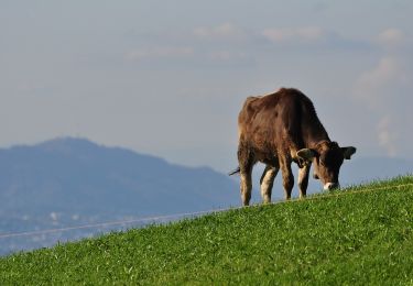 Tocht Te voet Einsiedeln - Egg - Büel - Photo