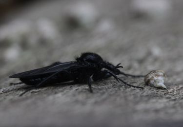 Randonnée A pied Inconnu - Kaiserberg Rundweg O Naturpfad - Photo