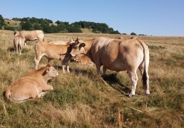 Percorso Marcia Nasbinals - nasbinal-st Chely aubrac - Photo