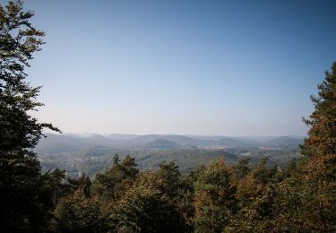 Randonnée A pied Münchweiler am Klingbach - Quellenweg Klingenmünster - Photo