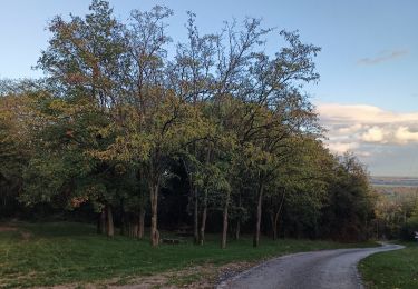 Tocht Stappen Sancé - petit tour dans les bois. - Photo