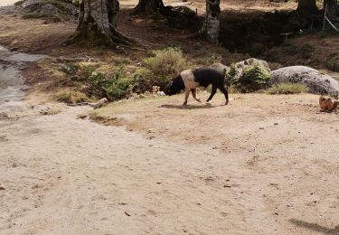 Randonnée Marche Cozzano - GR20 Corse étape 13 - Photo