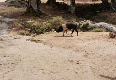 Tocht Stappen Cozzano - GR20 Corse étape 13 - Photo