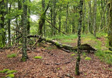 Randonnée Marche Xonrupt-Longemer - 2024 RA Vosges J2 Du Sotré à la Schlucht - Photo