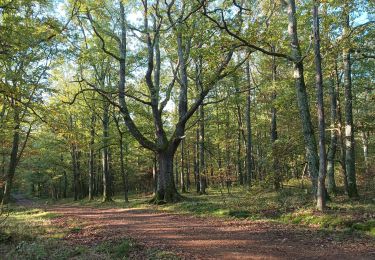 Randonnée Marche Bort-l'Étang - trompette et chanterelles jaune forêt claire chêne  - Photo