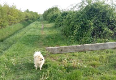 Tocht Stappen Auffargis - balade  - Photo