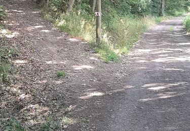 Tocht Stappen Lierneux - Lierneux- Regné terug via de oude trambaan - Photo